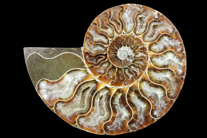 Cut & Polished Ammonite Fossil (Half) - Crystal Pockets #162152